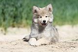 CHIEN FINNOIS DE LAPONIE 581